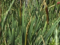 Clasificando a los seres vivos: clasificación actual Instructional Video