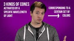 Can Dogs See Color? Instructional Video