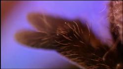 Tarantula World: Why are tarantulas and their webs special Instructional Video