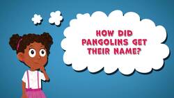 I WONDER - How Did Pangolins Get Their Name? Instructional Video