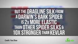 8 Awe-Inspiring Spiders Instructional Video