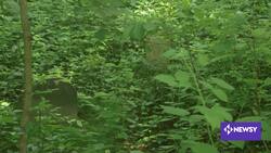 Climate Change Threatens Hidden History Of Black Cemeteries News Clip