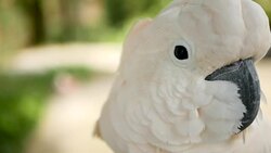 Salmon sulphur-crested cockatoo (Cacatua moluccensis), also known as the Moluccan or umbrella cockatoo. Portrait of white parrot, exotic endemic bird to tropical rainforest on islands of Indonesia Stock Footage