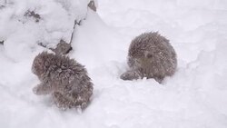 Japanese macaque or snow Japanese monkey with onsen at snow monkey park or Jigokudani Yaen-Koen in Nagano, Japan during the winter season Stock Footage