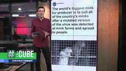 Coronavirus: Denmark's agriculture minister resigns over illegal order to cull mink News Clip