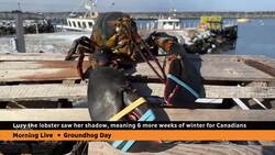 Lucy the Lobster claws her way to Groundhog Day fame News Clip