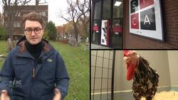 This rooster is recovering after surviving a strange ritual in a Montreal cemetery News Clip