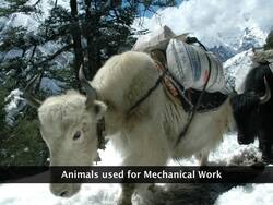 Animal Husbandry Instructional Video