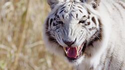 I WONDER - How Do Tigeres Hunt? Me Pregunto - Cómo Cazan Los Tigres? Instructional Video