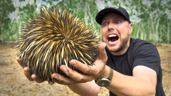 SPIKED by an Echidna! Instructional Video