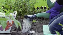 Watering with watering cans Stock Footage