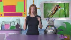 The Loudest Bugs in the World Instructional Video