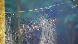 The Art and Science of Spider Webs: Exploring Arachnid Ingenuity Instructional Video