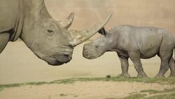 A Playful, Bold, and Clumsy Baby Rhino Makes Some Diverse Friends Instructional Video