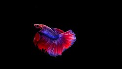 Capture the moving moment of Siamese fighting fish, Betta fish on black background Stock Footage