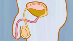 TED-Ed: Do larger animals take longer to pee? | David L. Hu Instructional Video