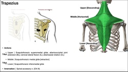Muscles of the Shoulder Girdle EXPLAINED | Origin, Insertion, Action, & More Instructional Video