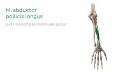 Musculus abductor pollicis longus Instructional Video