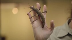 Take a Look at These One of a Kind Bugs That Look Like Sticks! Instructional Video