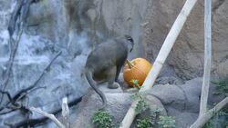 How the Animals of the Ituri Forest Kick Off the Fall Season Instructional Video