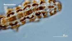 Some Water Bears Live on Land Instructional Video