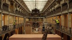 CLEAN : Whale of a job: Dublin museum dismantles giant skeletons News Clip