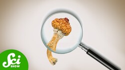 Does Microdosing Actually Work? Instructional Video