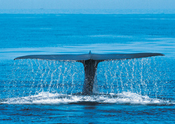 Big Breathers Instructional Video