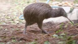 This Tiny Kiwi Bird Is Stealing Hearts.mp4 Instructional Video