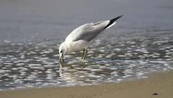 Seagull on beach Stock Footage