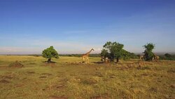 giraffes eating tree leaves in savanna at africa Stock Footage