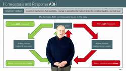 The Role of ADH in Negative Feedback Mechanisms Instructional Video