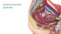 Blutgefäße des männlichen Beckens Instructional Video