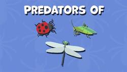 I WONDER - What Do Arachnids Eat? Instructional Video