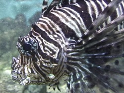 Animales complejos: resumiendo Instructional Video