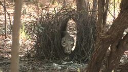 Great Bowerbird (Chlamydera nuchalis) tending his bower Stock Footage