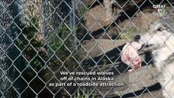 Living with Wolves Saved My Life Instructional Video