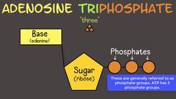 What is ATP? Instructional Video