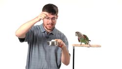 How to Teach Your Parrot to Fetch from a Perch Instructional Video