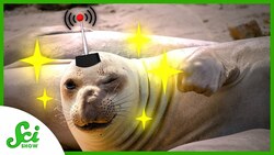 6 Ways to Accessorize Animals for the Sake of Science Instructional Video