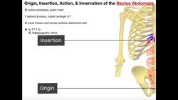Abdominal Muscles - Origins, Insertions, Innervations, Actions Instructional Video