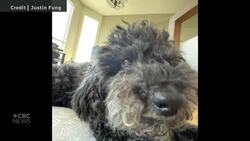 #TheMoment a Manitoba teen built an interactive map to help wildfire evacuees News Clip