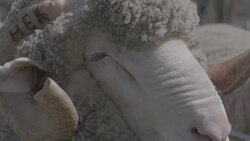 Close up and slow motion of Merino Ram at a ram sale Stock Footage