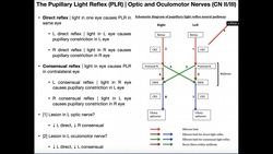 The Pupillary Light Reflex | Structure & Clinical Interpretation Instructional Video