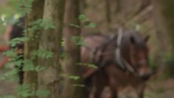 Logging in woodland with horses News Clip