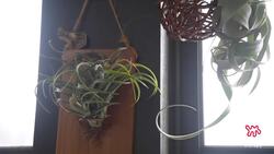 Caring For Your Air Plant | The Plant Doctor Instructional Video