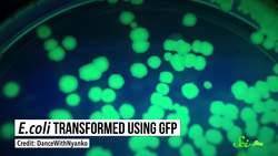 What Glowing Fish and Your Dress Shirt Have in Common Instructional Video