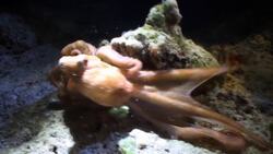 Phylum Mollusca Part 4: Class Cephalopoda (Squids, Nautiluses, Cuttlefish, and Octopuses) Instructional Video