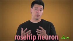 A Brand New Type of Brain Cell | SciShow News Instructional Video