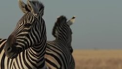 Plains Zebra Closeup Stock Footage